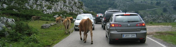 Cows on the road in Asturias