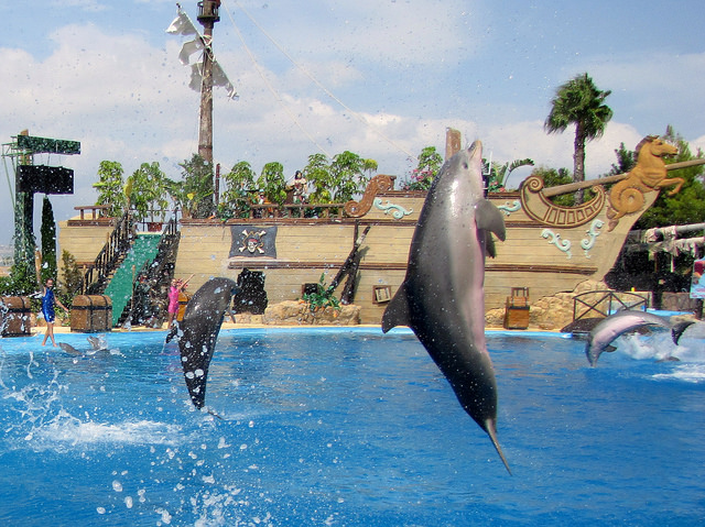 Mundomar Dolphin Show