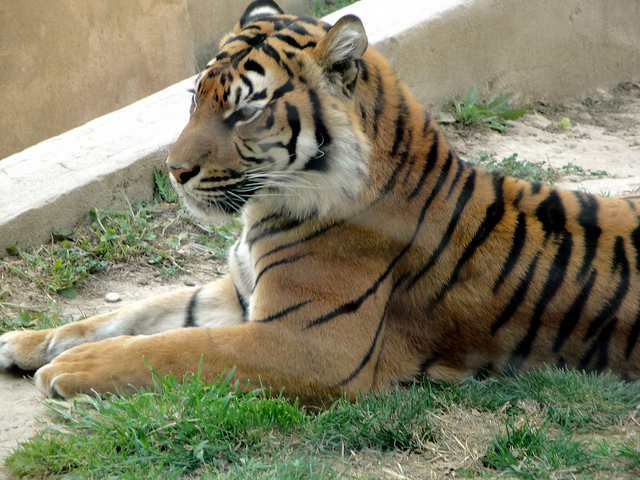 Tiger at Terra Natura