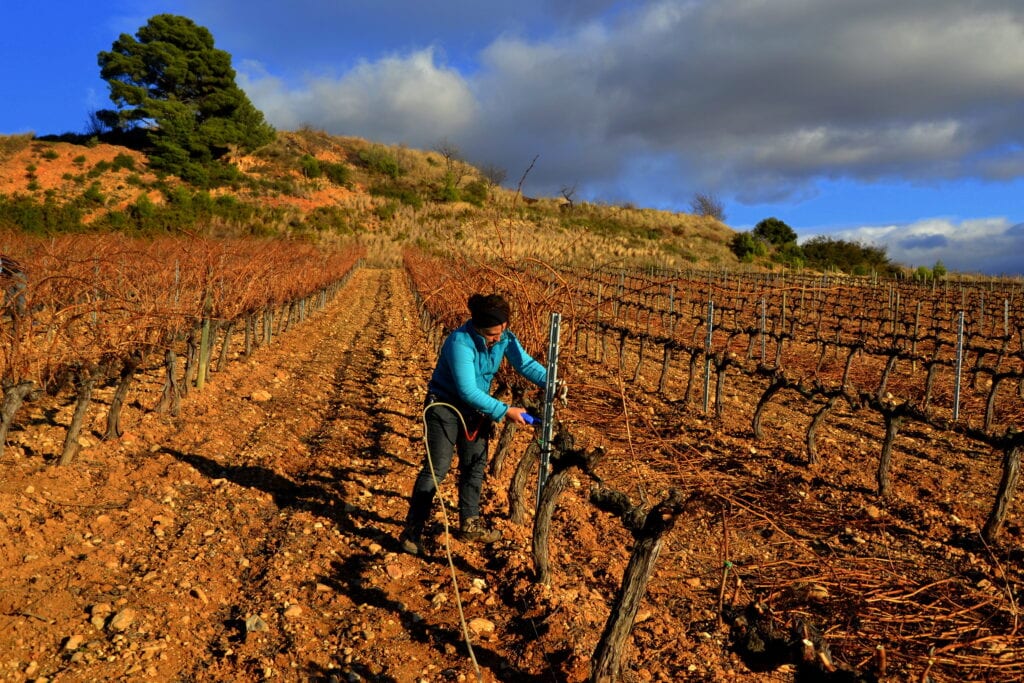 Caring for the Vines in Alt Penedès